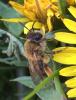 Andrena tibialis